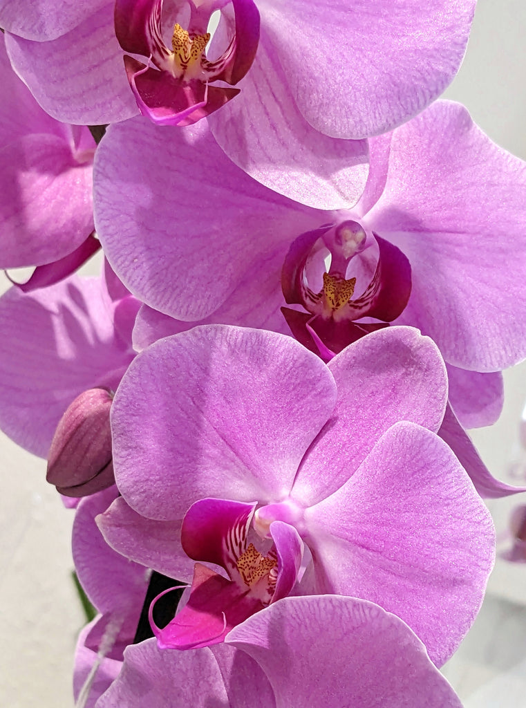 Orchid Plant