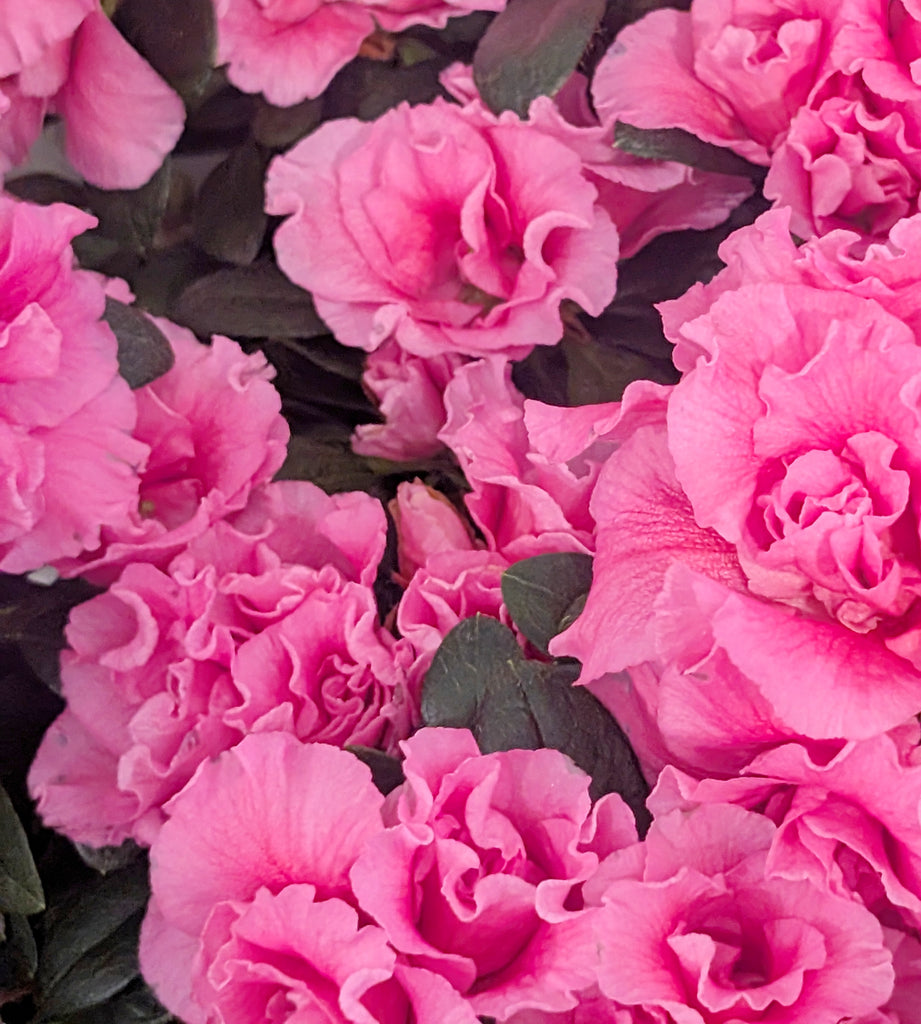 Azalea Plant