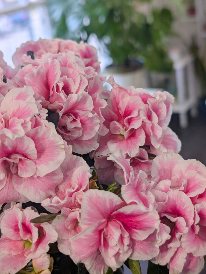 Azalea Plant