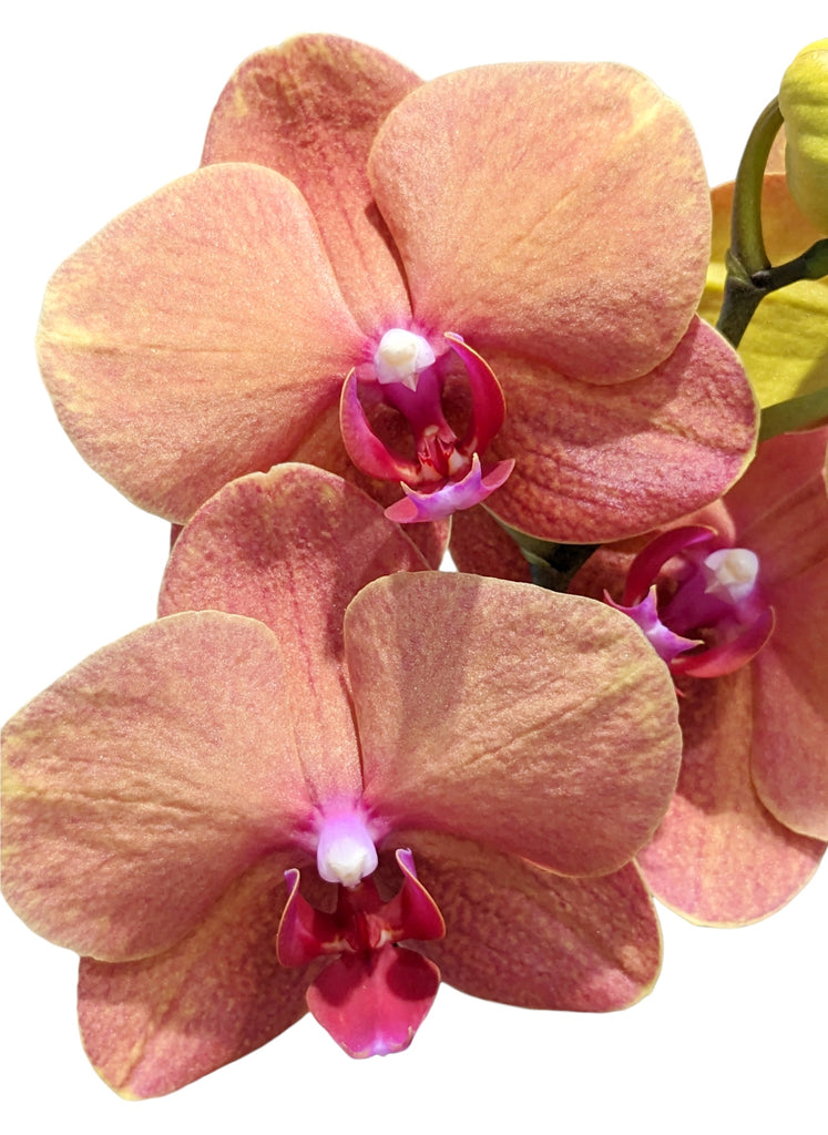 Orchid Plant