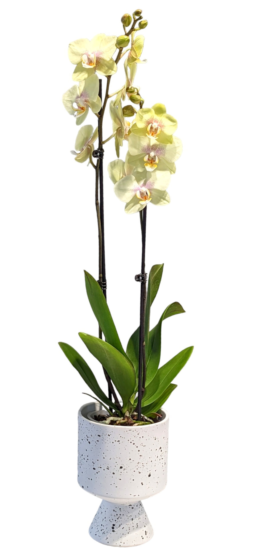 Orchid Plant